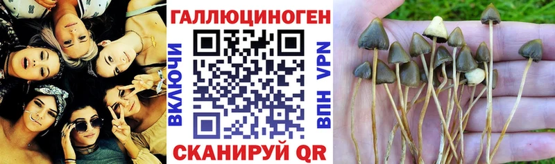Галлюциногенные грибы GOLDEN TEACHER  Купить где  Арамиль 